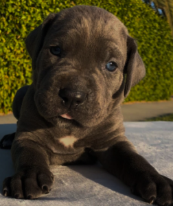 Cane Corso puppy for sale in California sitting outdoors with a family