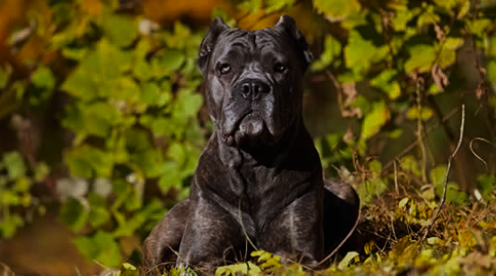 Healthy Cane Corso puppies for sale – loyal, protective, and family-friendly dogs