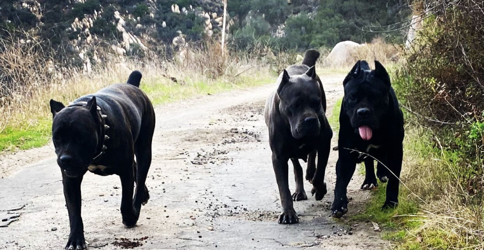Cane Corso champion bloodline dogs in California