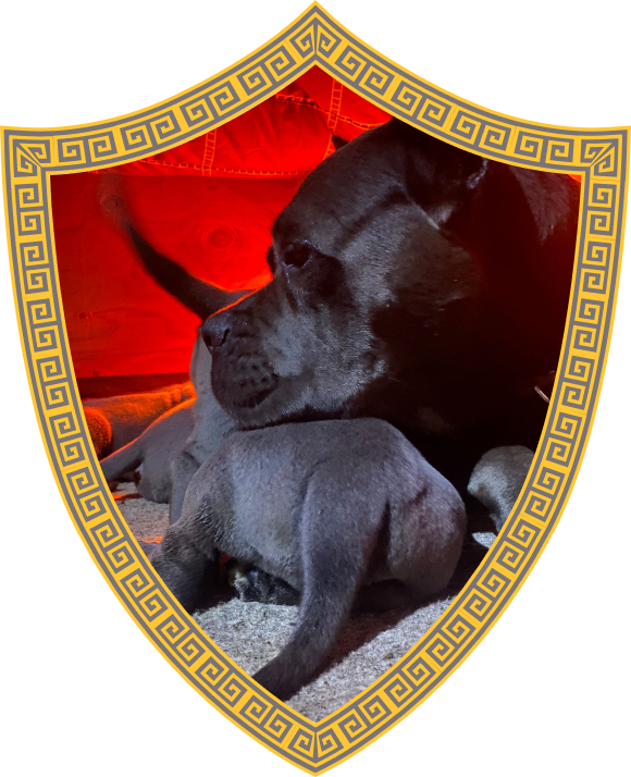 Cane Corso Puppies for Sale