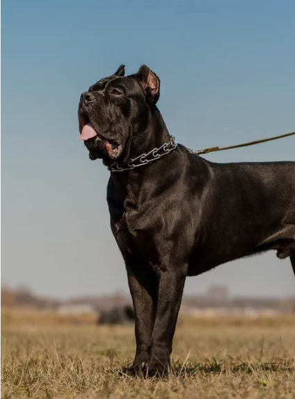 Cane Corso Breeders