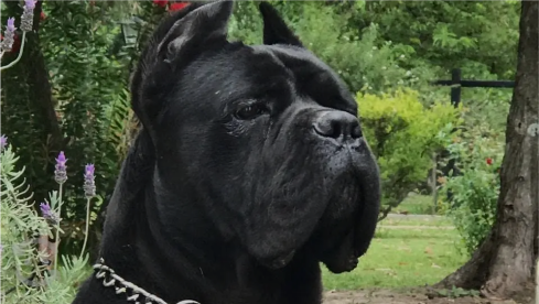 Cane Corso Price