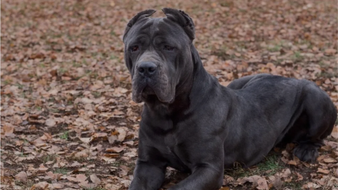 Cane Corso Breeders
