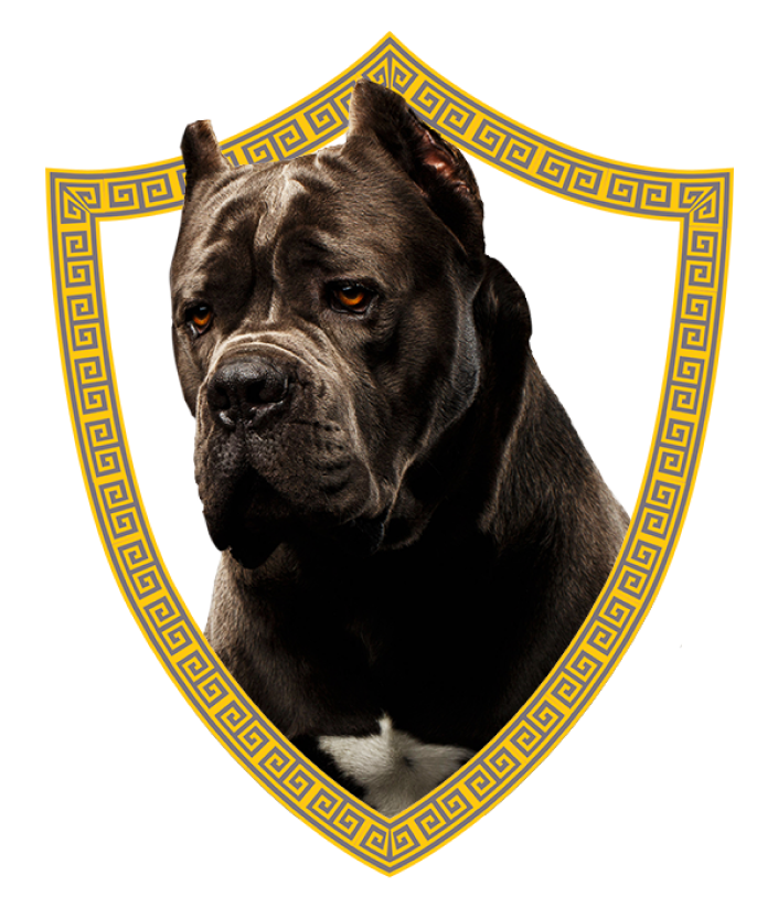 Cane Corso for Sale