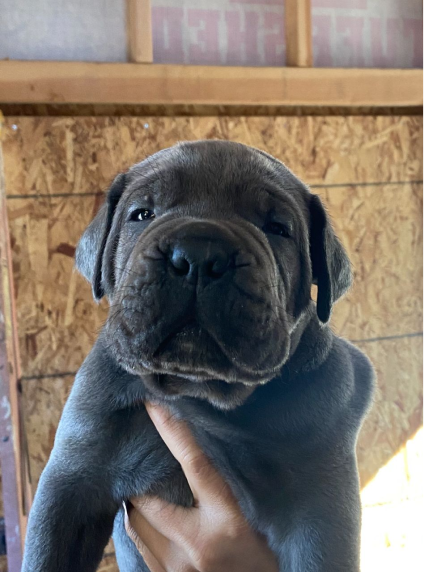 Cane Corso Price