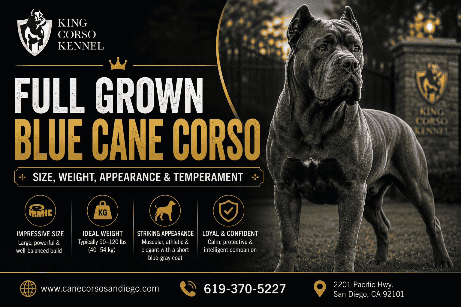 Full Grown Blue Cane Corso Size, Weight, Appearance & Temperament